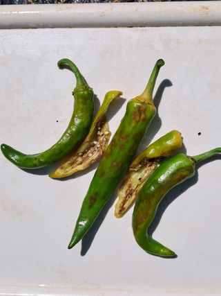 하루돌이님의 고추 · 병해충상담 작성글 사진