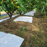 팜모닝 복숭아·자유게시판 게시글 이미지