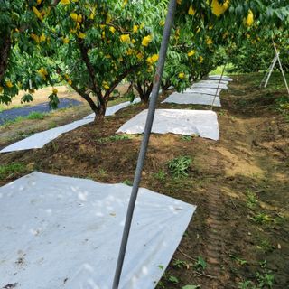 피치나라님의 복숭아 · 자유게시판 작성글 사진