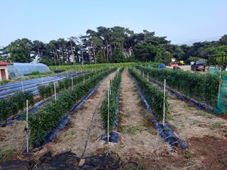 곽해영님의 콩 · 병해충상담 작성글 사진