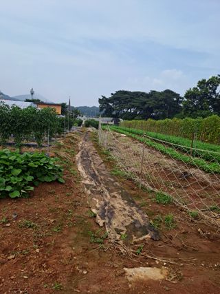 곽해영님의 콩 · 병해충상담 작성글 사진