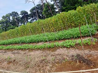 곽해영님의 콩 · 병해충상담 작성글 사진