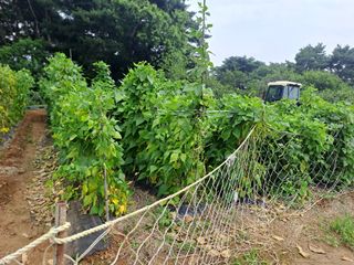 곽해영님의 콩 · 병해충상담 작성글 사진