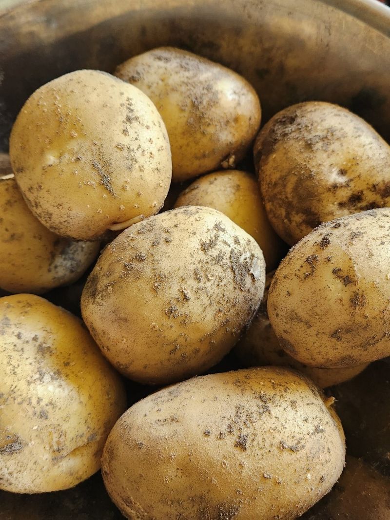 원주청년님의 장터 판매 상품 [강원도 감자 판매합니다!] 첨부 사진