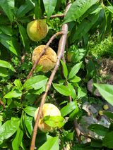 팜모닝 복숭아·병해충상담 게시글 이미지