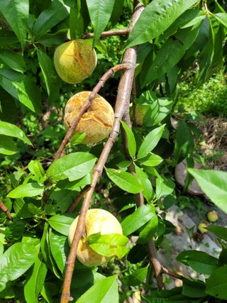 감12815님의 복숭아 · 병해충상담 작성글 사진