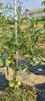 팜모닝 토마토·병해충상담 게시글 이미지