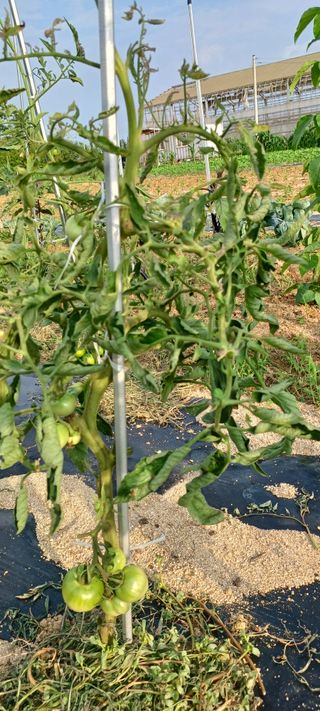 사과19766님의 토마토 · 병해충상담 작성글 사진