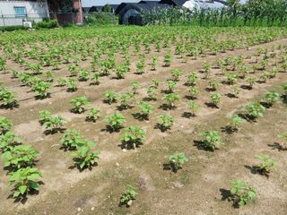 정진해님의 들깨 · 자유게시판 작성글 사진