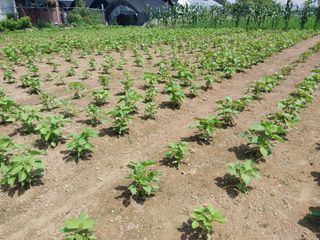 정진해님의 들깨 · 자유게시판 작성글 사진