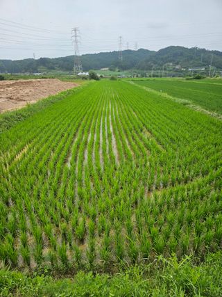 전복수님의 장마 대비 어떻게 하셨나요? · 참여 작성글 사진