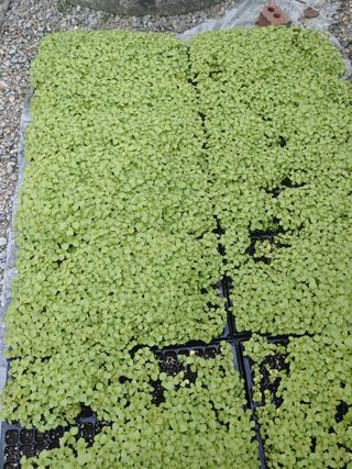 이연화님의 들깨 · 자유게시판 작성글 사진