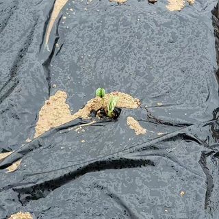 김우진님의 콩 · 자유게시판 작성글 사진