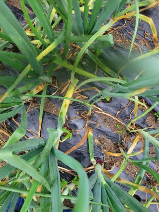 이승남님의 양파 · 병해충상담 작성글 사진