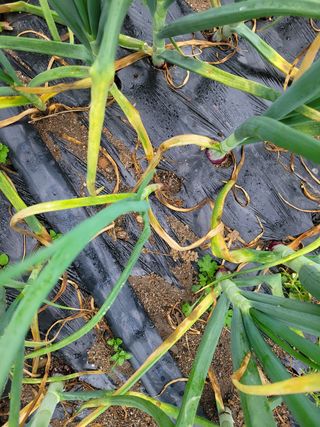 이승남님의 양파 · 병해충상담 작성글 사진