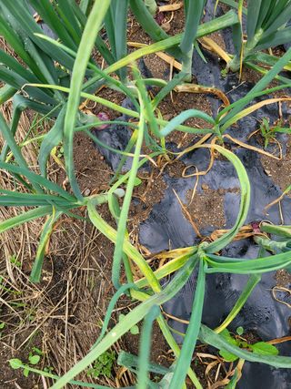 이승남님의 양파 · 병해충상담 작성글 사진