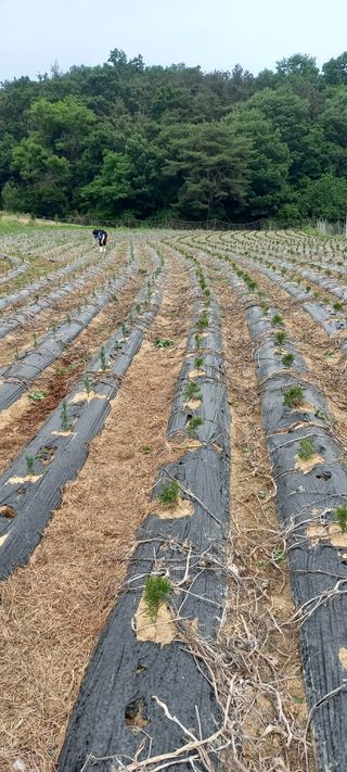 김대현(청솔)님의 장마 대비 어떻게 하셨나요? · 참여 작성글 사진
