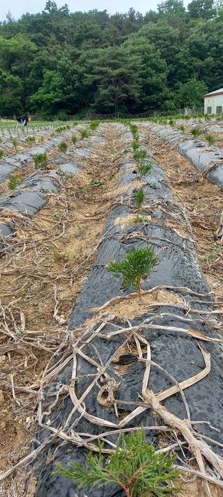 김대현(청솔)님의 장마 대비 어떻게 하셨나요? · 참여 작성글 사진
