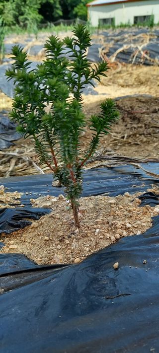 김대현(청솔)님의 장마 대비 어떻게 하셨나요? · 참여 작성글 사진