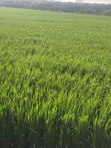 팜모닝 벼·자유게시판 게시글 이미지