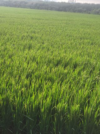 무안최향숙님의 벼 · 자유게시판 작성글 사진