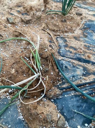 감마님의 파 · 병해충상담 작성글 사진