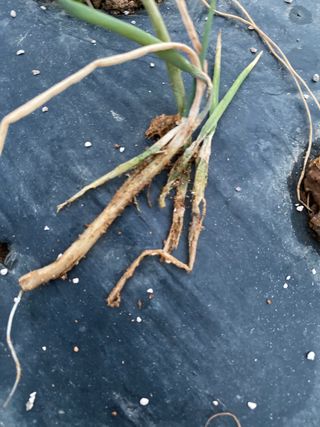 감마님의 파 · 병해충상담 작성글 사진