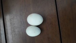 안복순님의 자유주제 · 자유게시판 작성글 사진