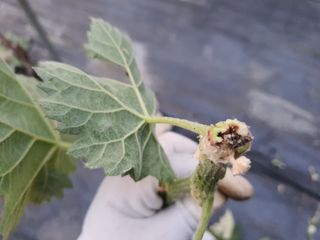 진아태님의 기타작물 · 병해충상담 작성글 사진