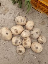 팜모닝 감자·병해충상담 게시글 이미지