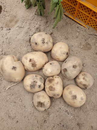 정승교님의 감자 · 병해충상담 작성글 사진