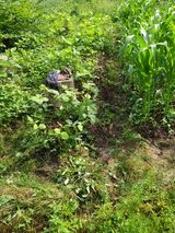 팜모닝 콩·영농일지 게시글 이미지