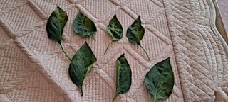 보헤미안님의 고추 · 병해충상담 작성글 사진