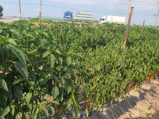 직장농업인 찬형님의 고추 · 병해충상담 작성글 사진