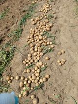 팜모닝 감자·자유게시판 게시글 이미지