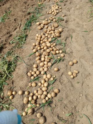 강지현님의 감자 · 자유게시판 작성글 사진