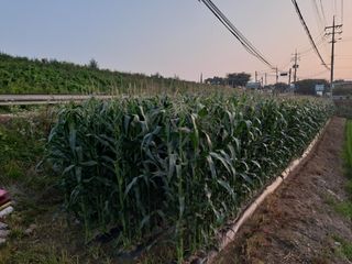 무지개블루베리농장 님의 옥수수 · 영농일지 작성글 사진