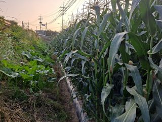 무지개블루베리농장 님의 옥수수 · 영농일지 작성글 사진