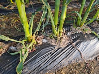 무지개블루베리농장 님의 옥수수 · 영농일지 작성글 사진