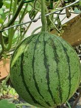 팜모닝 기타작물·병해충상담 게시글 이미지