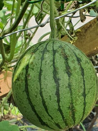 다겸님의 기타작물 · 병해충상담 작성글 사진