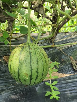 다겸님의 기타작물 · 병해충상담 작성글 사진