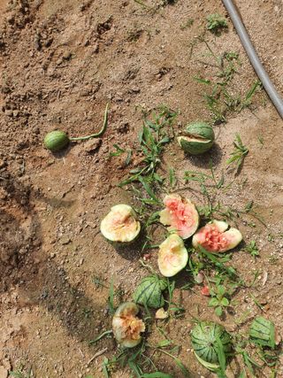 다겸님의 기타작물 · 병해충상담 작성글 사진