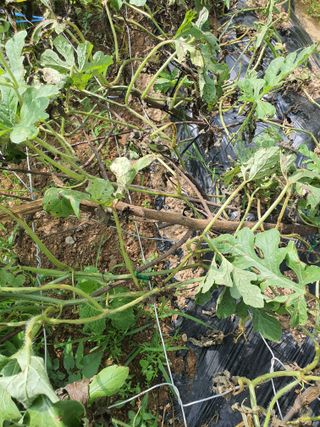 다겸님의 기타작물 · 병해충상담 작성글 사진