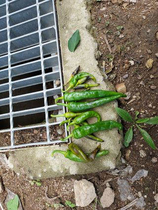 몽자아빠님의 고추 · 병해충상담 작성글 사진