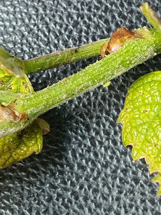 장성희님의 포도 · 병해충상담 작성글 사진