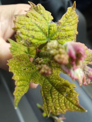 장성희님의 포도 · 병해충상담 작성글 사진