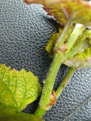 장성희님의 포도 · 병해충상담 작성글 사진