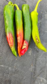 팜모닝 고추·일상 게시글 이미지