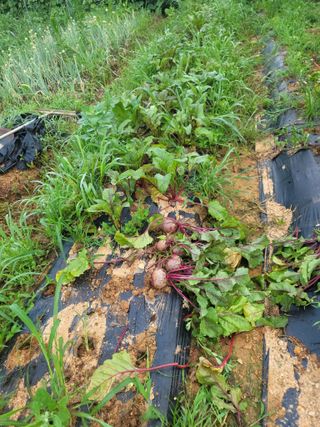 태안까망깜순이아부지님의 기타작물 · 자유게시판 작성글 사진